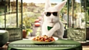 Le grand retour du lapin Cassegrain